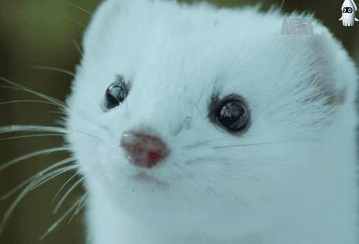 귀여운 외모와 달리 세상에서 제일 성격 나쁘다는 흰담비.jpg | 인스티즈