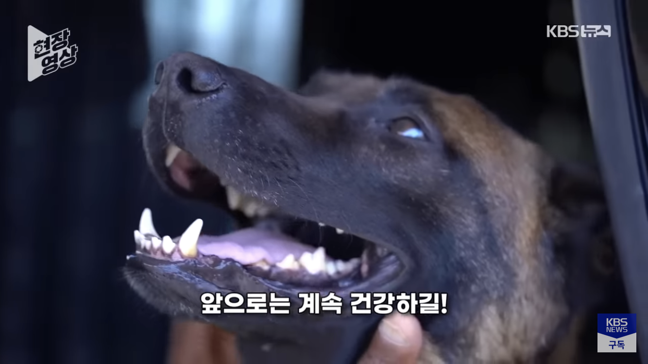 경찰견을 살리기위해 도로를 통제하고 헬기부른 미국 | 인스티즈