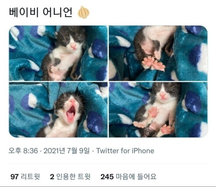 배달 온 양파망 사이에 새끼 고양이가 발견됐어요 | 인스티즈