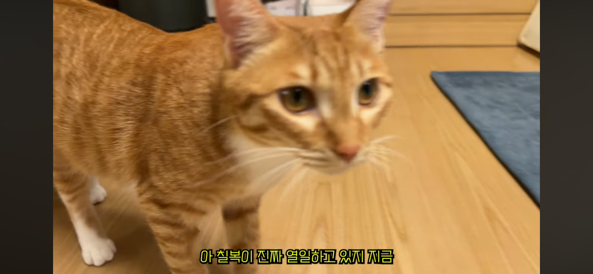 칠복이(0살 고양이)를 향한 악플 경고하는 언더월드 | 인스티즈