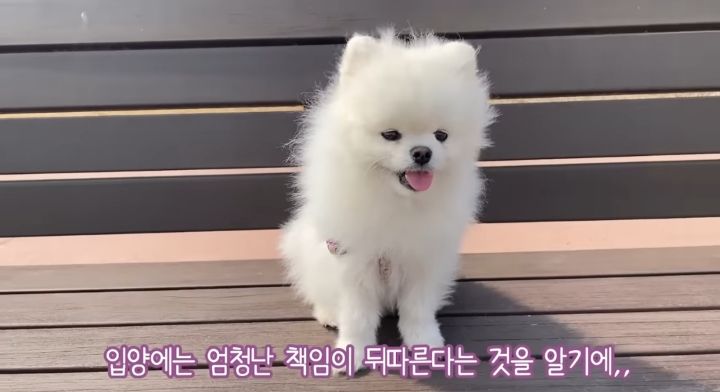 강아지가 두번이나 파양된 충격적인 이유.jpg | 인스티즈