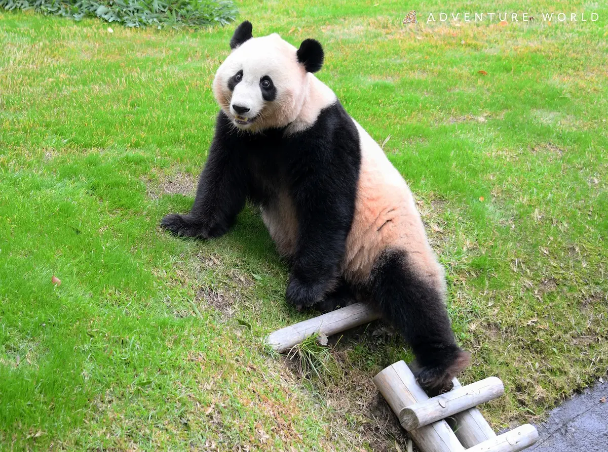 ?? : 진짜 우리나라 판다 애들이 다리 짧아? | 인스티즈