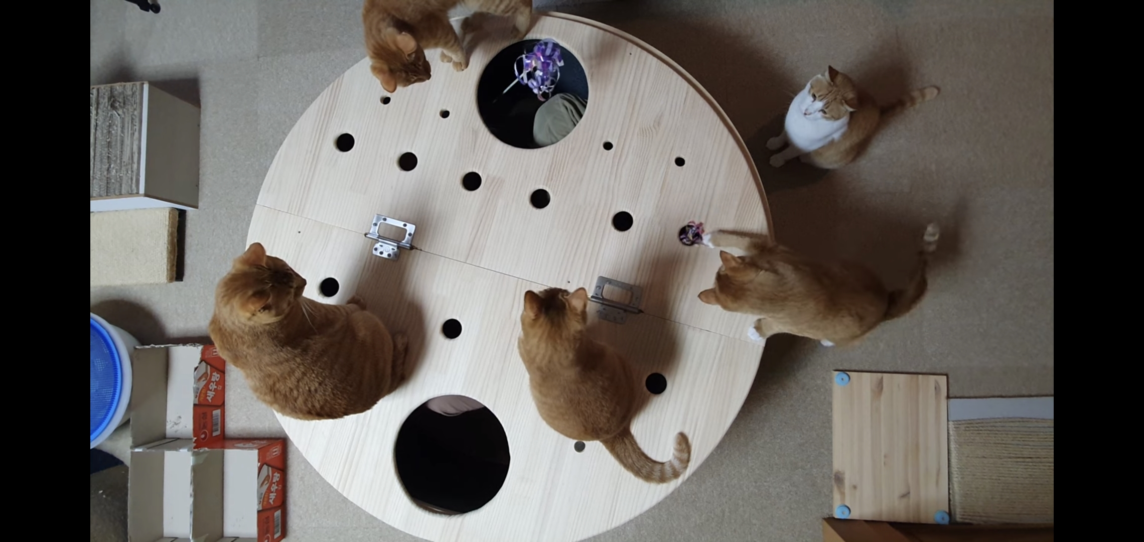 해괴한 고양이 장난감을 만들어낸 오늘자 매탈남.. jpg | 인스티즈