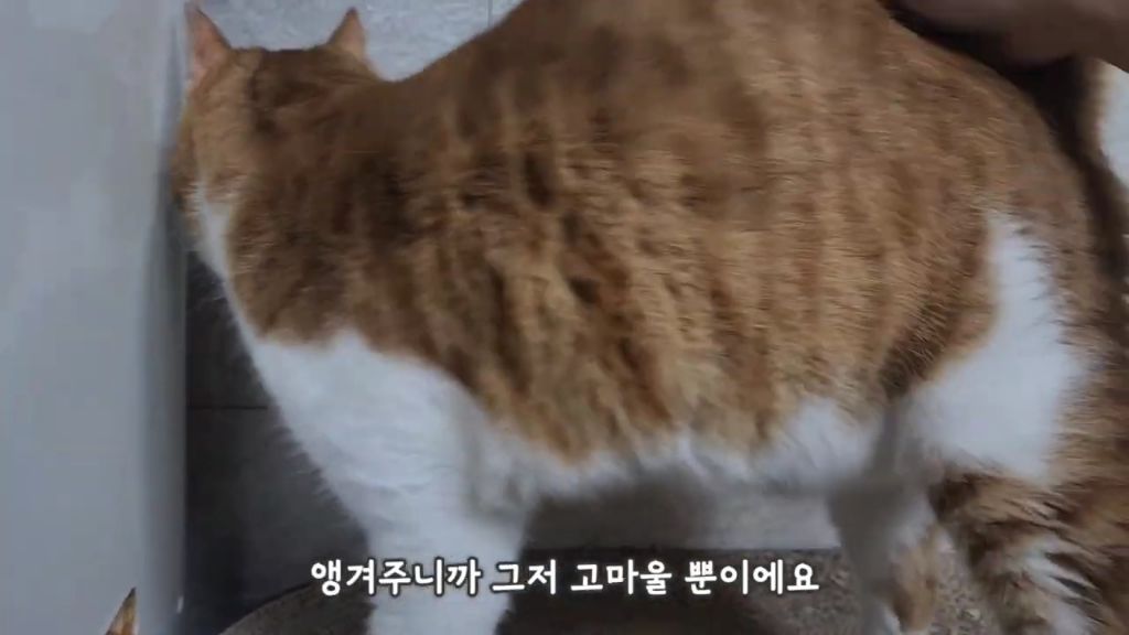 22똥괭이네) 화나서 세모눈된 고양이 😾 | 인스티즈