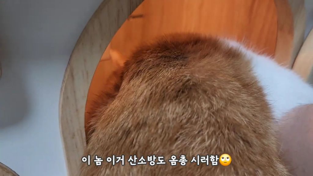 22똥괭이네) 화나서 세모눈된 고양이 😾 | 인스티즈