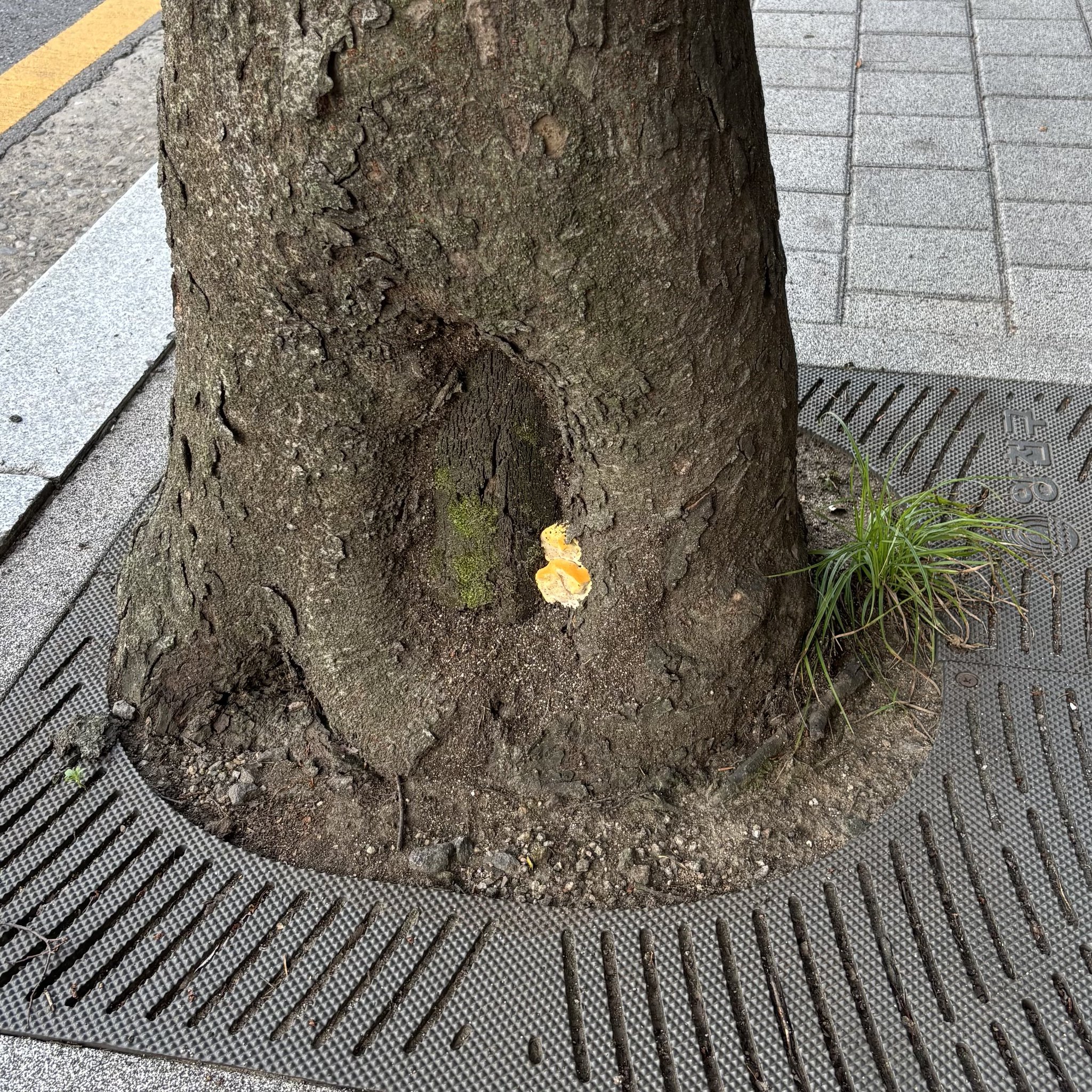 나무 밑둥에서 보이면 반드시 신고해야 하는 버섯 | 인스티즈