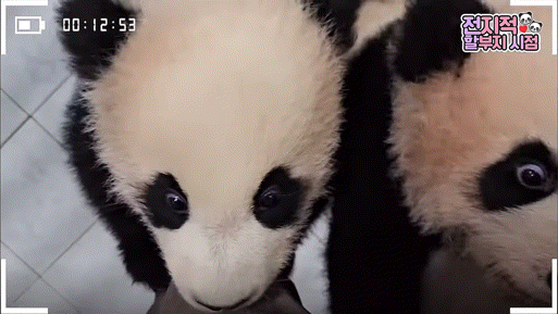 2인조로 할부지 괴롭히는 루이후이바오.gif | 인스티즈