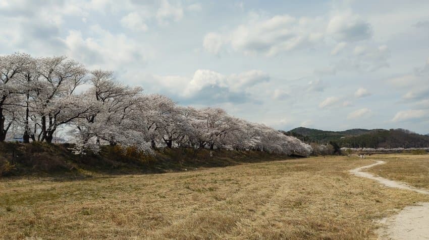 실시간 경주 벚꽃 | 인스티즈