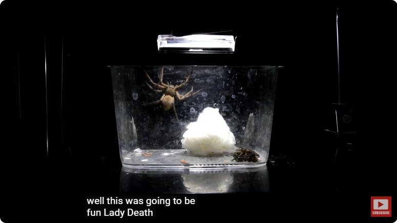 거대한 수조에 열대우림 환경을 조성해놓으면 생기는 일 - 3 | 인스티즈