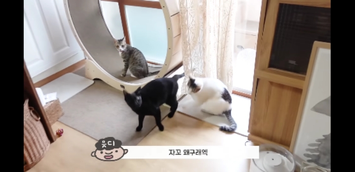 우리 고양이가 이상해요 ;;;;;;;;;; | 인스티즈