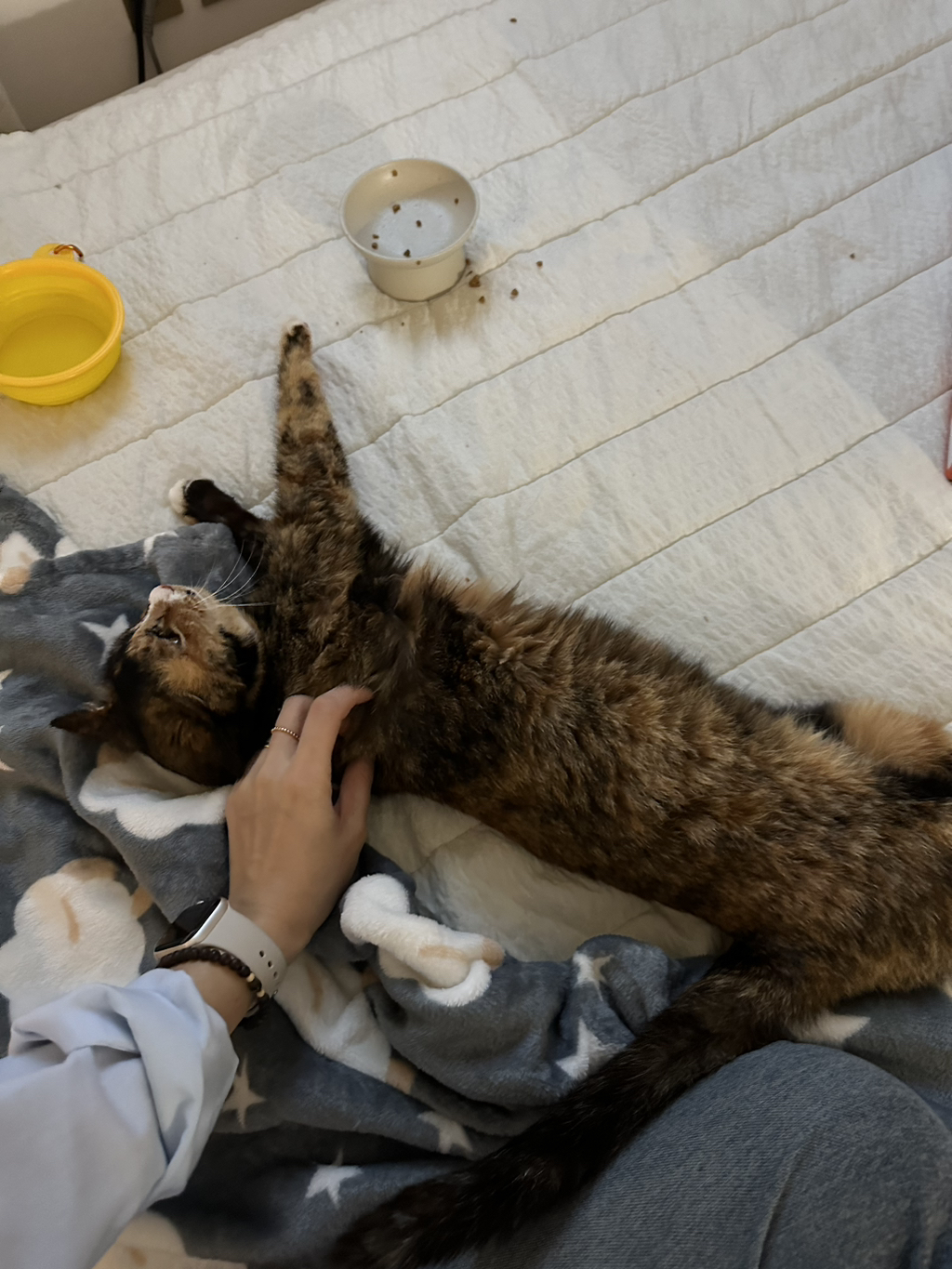 길냥이 콩물이 이야기 | 인스티즈
