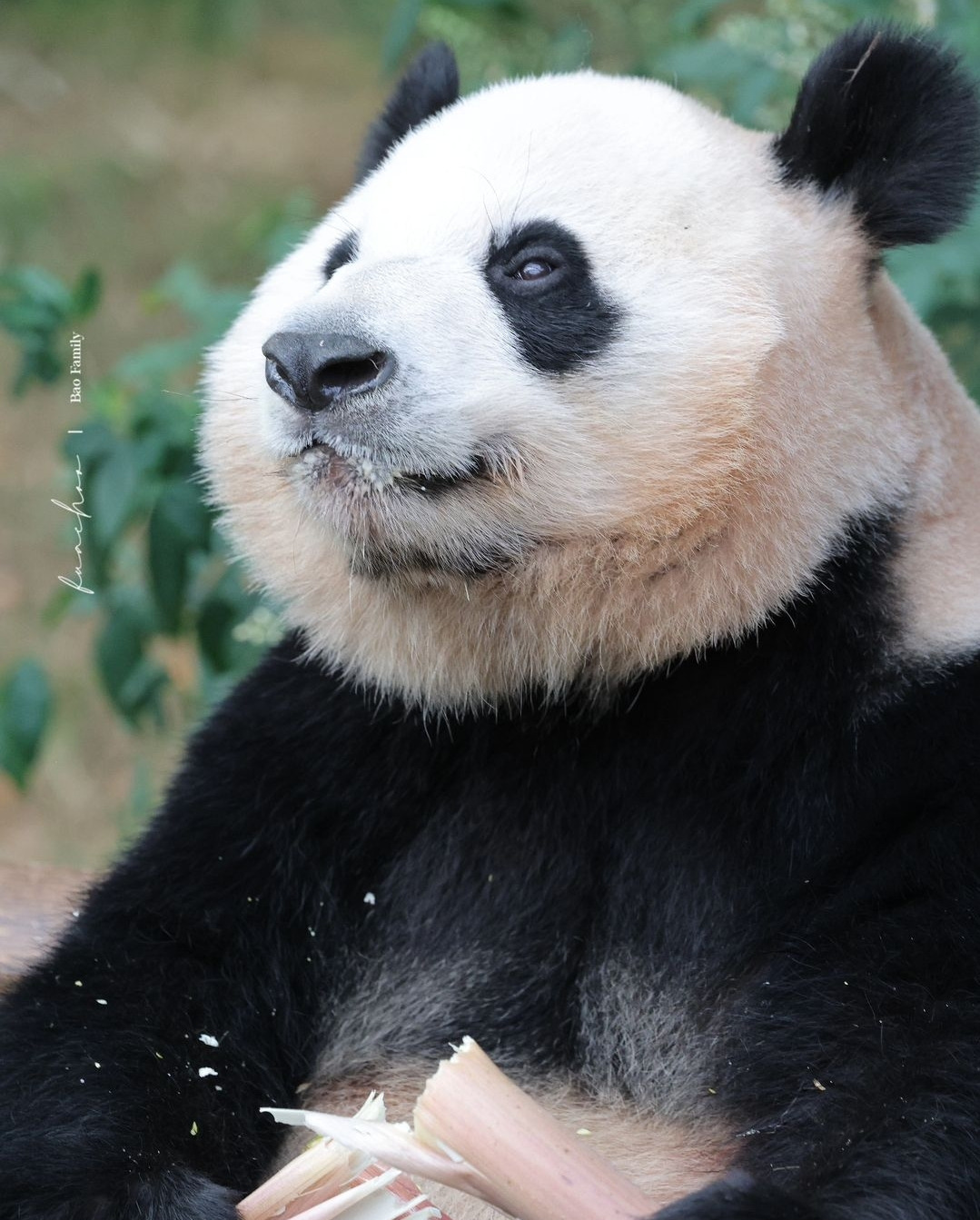 러심후난 (러바오 심은 데 후이바오 난다)🐼 | 인스티즈
