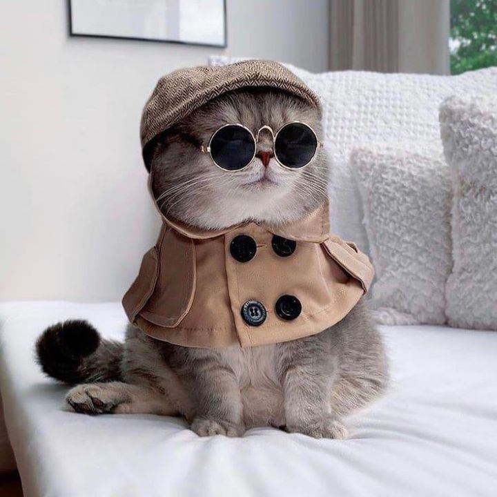 옷 잘입는 고양이 데일리패션 | 인스티즈