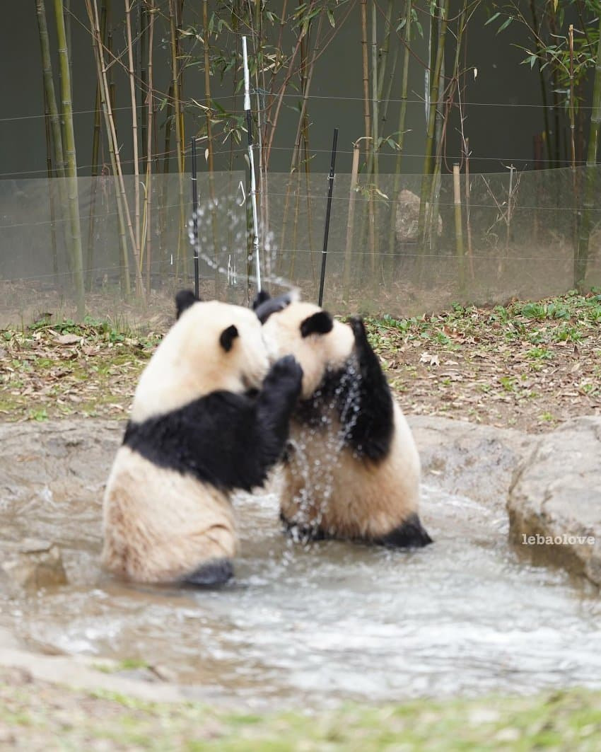 서로 알콩달콩 사이좋은 루이 후이바오 🐼 | 인스티즈