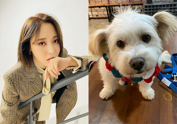 펫샵 NO! 유기견 입양한 연예인들 | 인스티즈