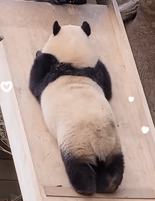 ?? : 진짜 우리나라 판다 애들이 다리 짧아? | 인스티즈