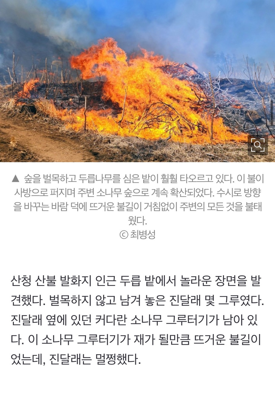 산불 발화지점 가보고 깜짝 놀랐다, 대형산불의 진짜 원인 [최병성 리포트] | 인스티즈