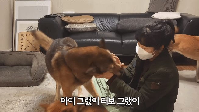 집에 강아지들끼리만 남겨졌을때 | 인스티즈