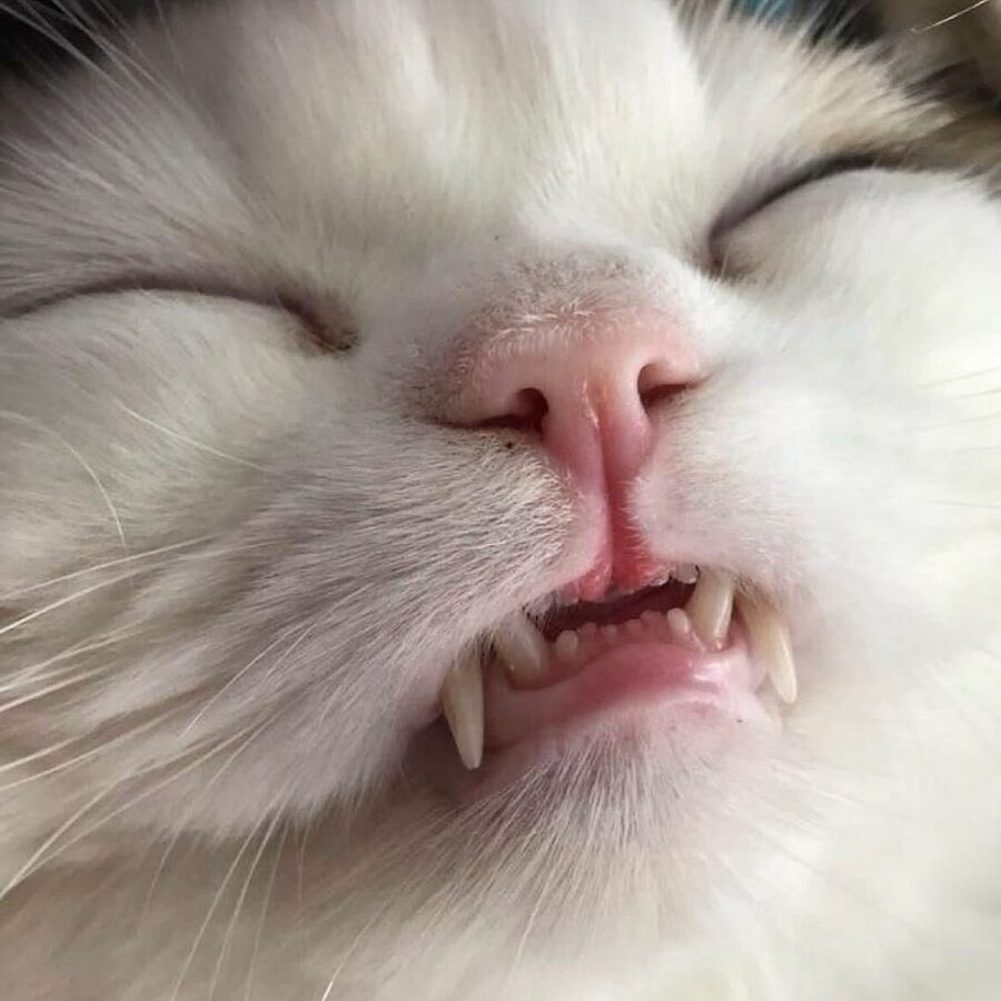 난 우울할 때 고양이 앞니를 봐🐱🦷 | 인스티즈