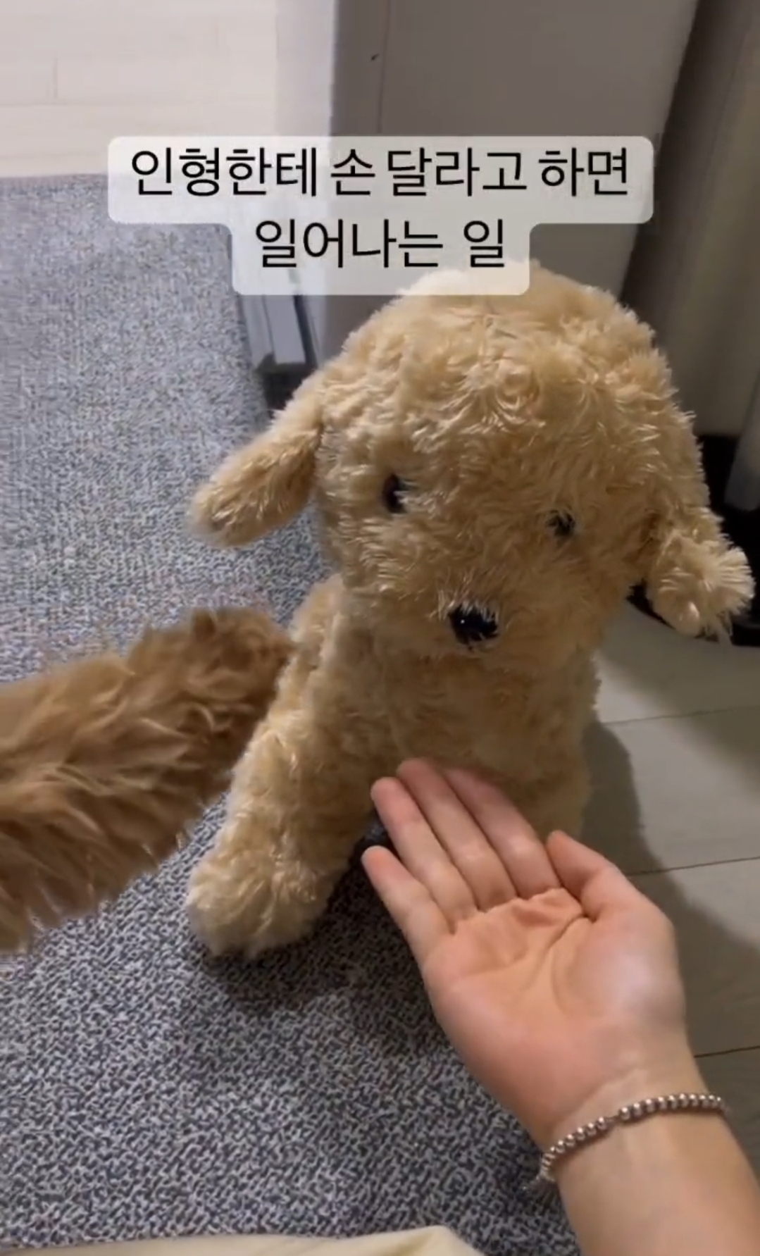 인형한테 손 달라고 하면 일어나는 일.twt | 인스티즈