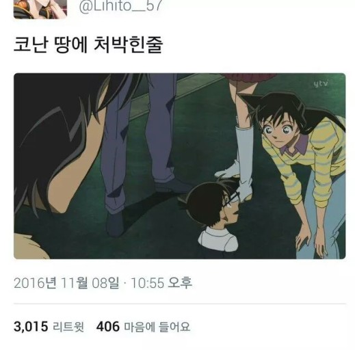 홍장미 이미지