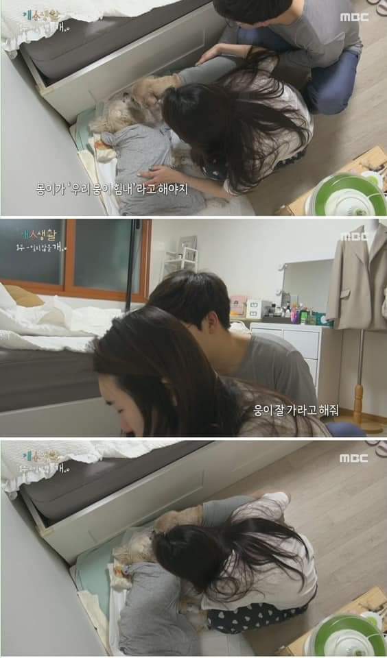 무지개 다리를 건넌다는 것 | 인스티즈