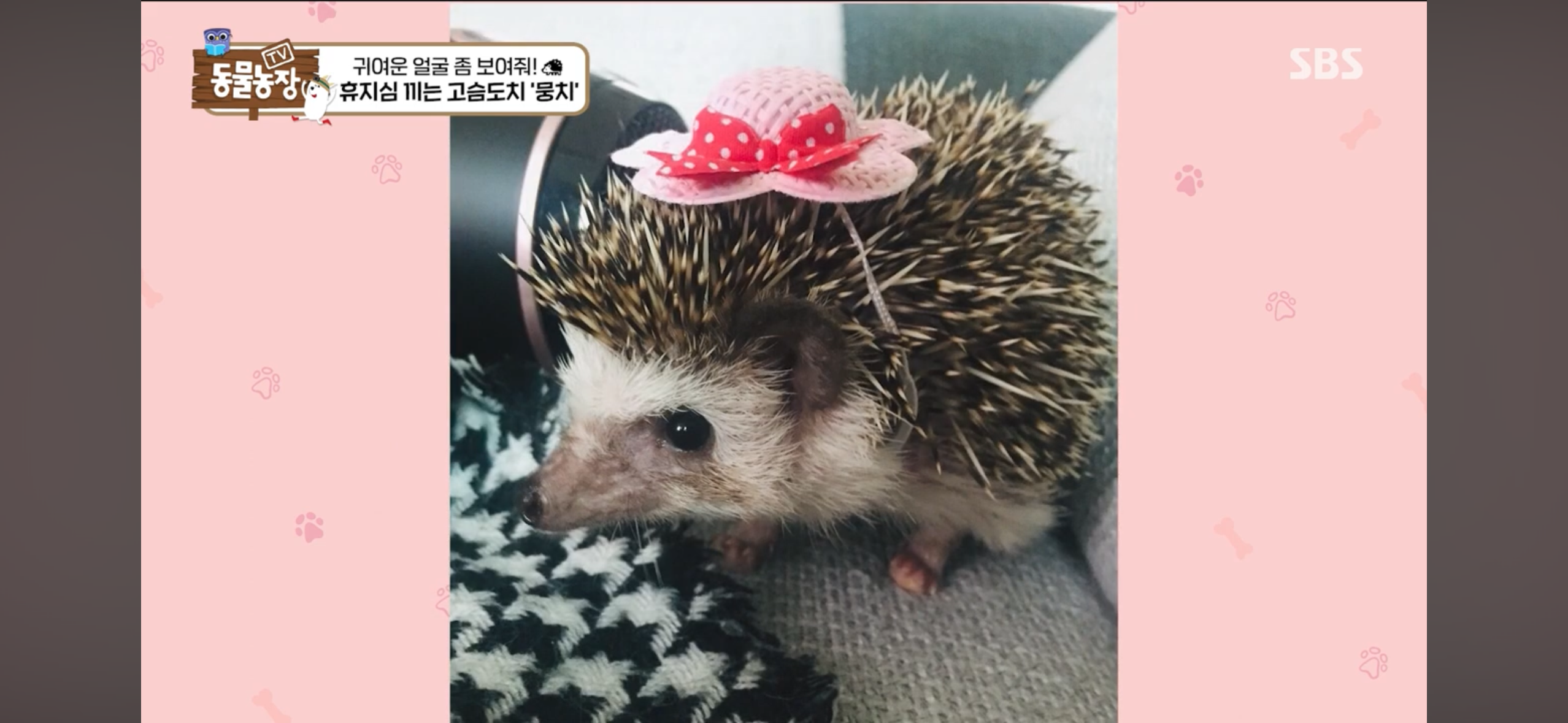 따봉고슴도치 휴지심 좋아도치 | 인스티즈