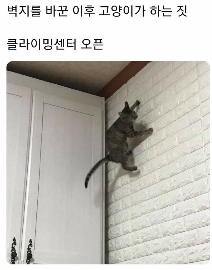 고양이가 귀여워서 지구를 구햇다는건가요? 례... | 인스티즈