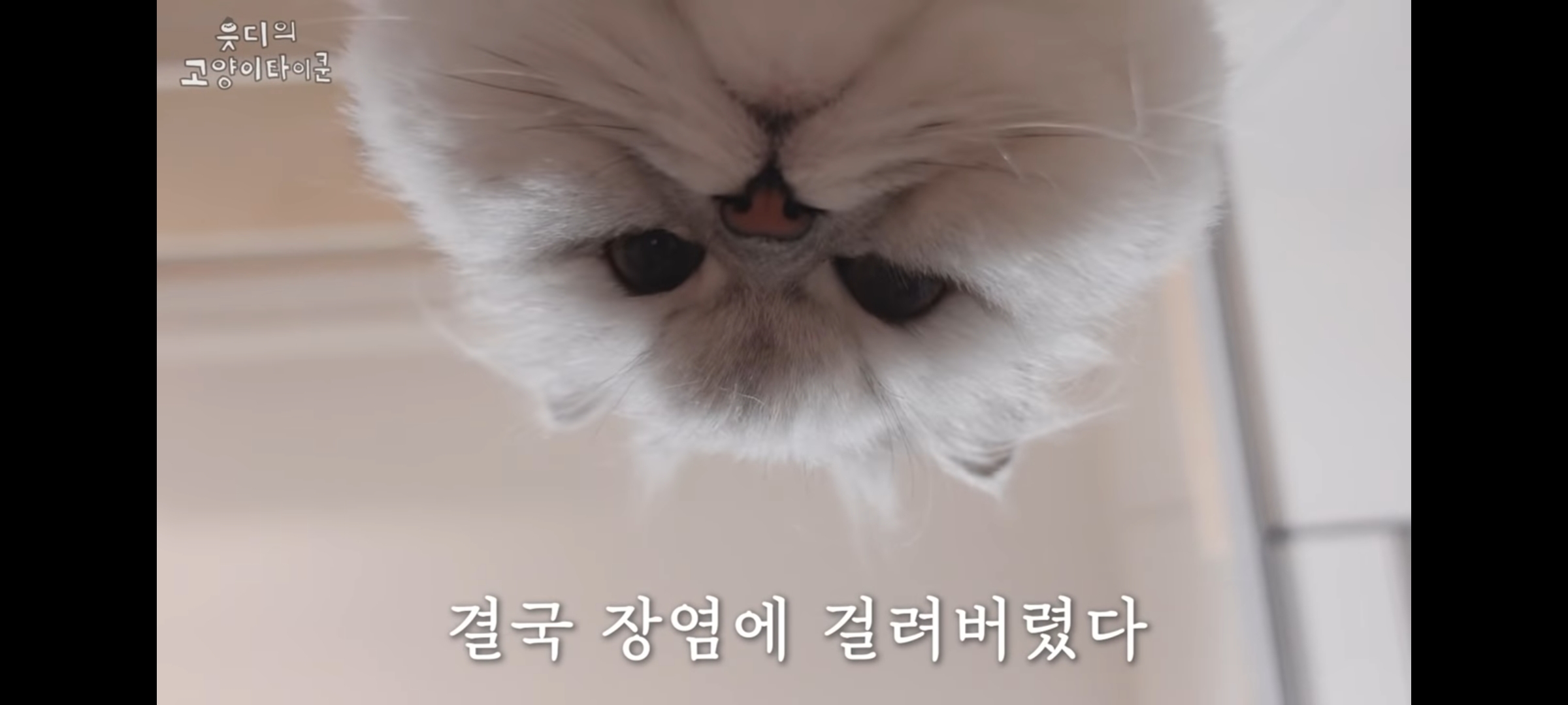 cctv보고 오열😭 응가실수하고 혼자 치우려는 고양이 | 인스티즈