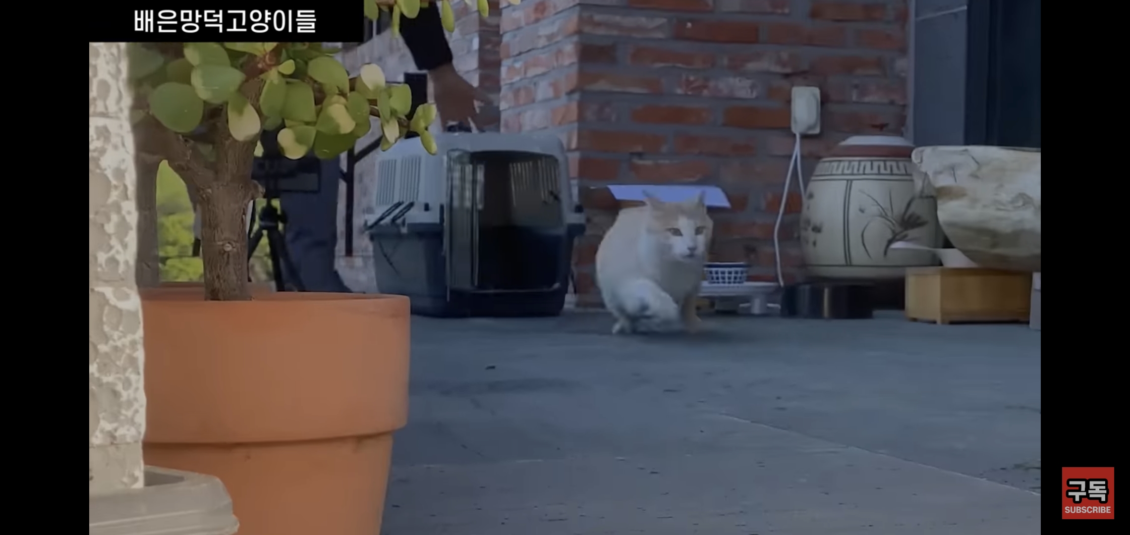 집 마당에 고양이가 나타나는 족족 다 잡아버리는 유튜버..jpg | 인스티즈