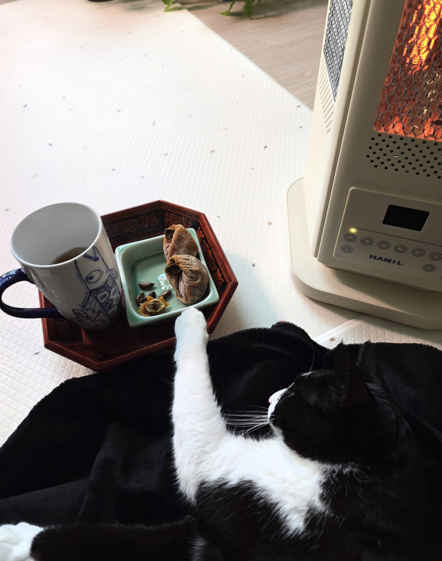 안주 뽏이는 고양이 어떤데 ㅋ 5나탄 ㅋ | 인스티즈