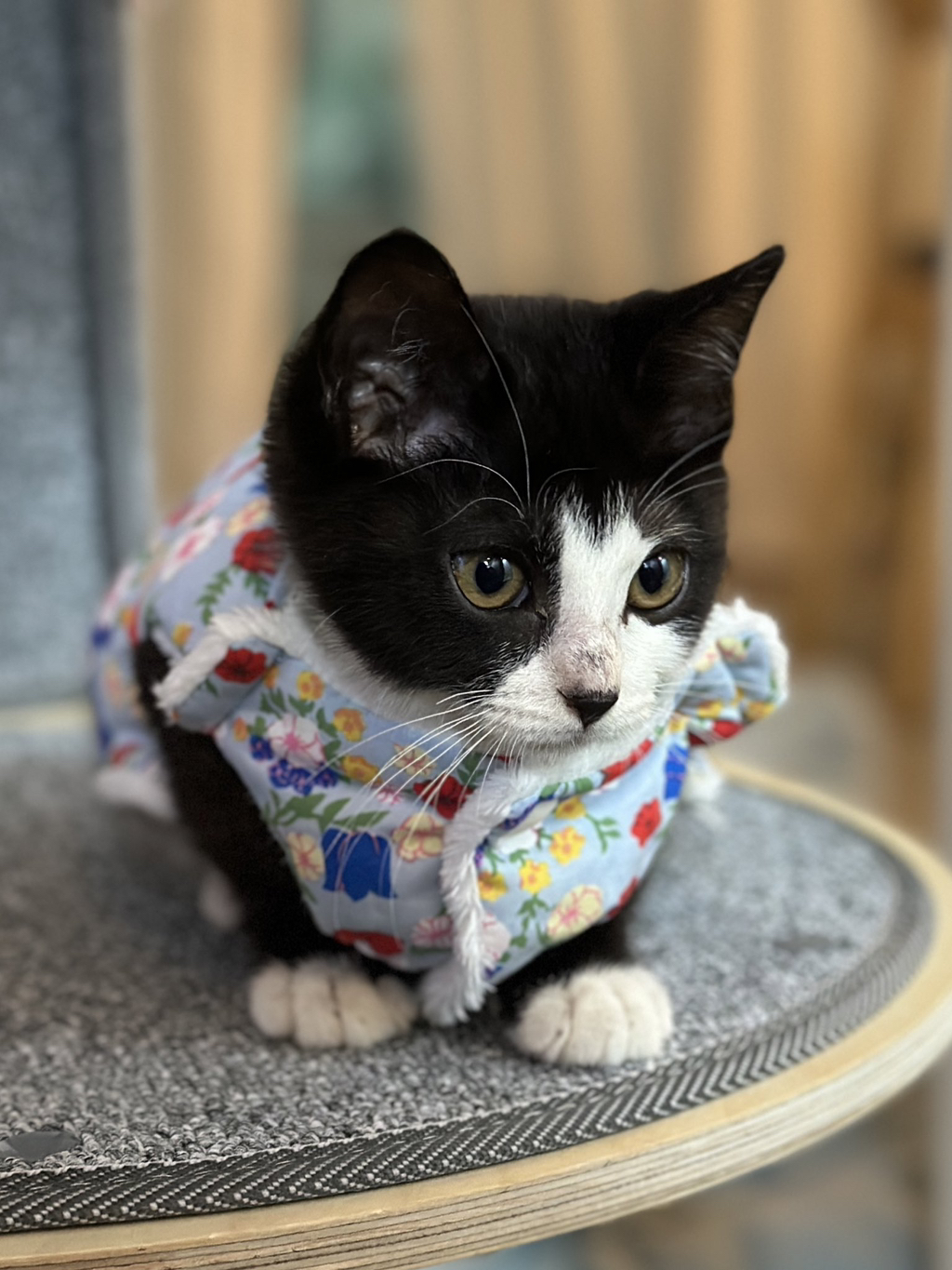 집안 가득 꺄악 소리 울려퍼짐 | 인스티즈