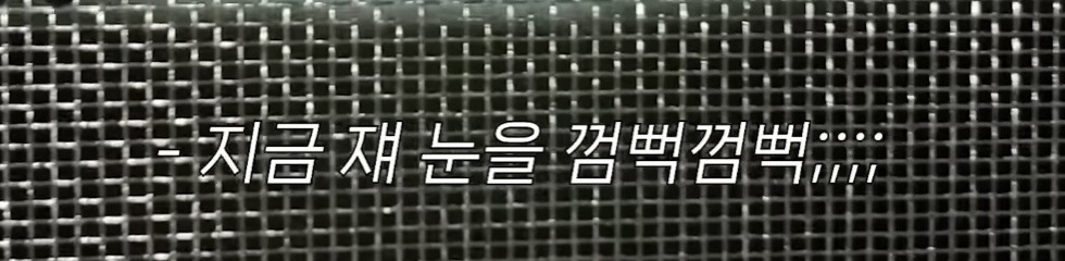 미국 이민갔는데 집에서 곰 나옴… | 인스티즈