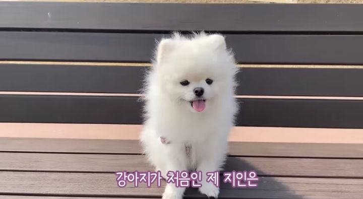 강아지가 두번이나 파양된 충격적인 이유.jpg | 인스티즈