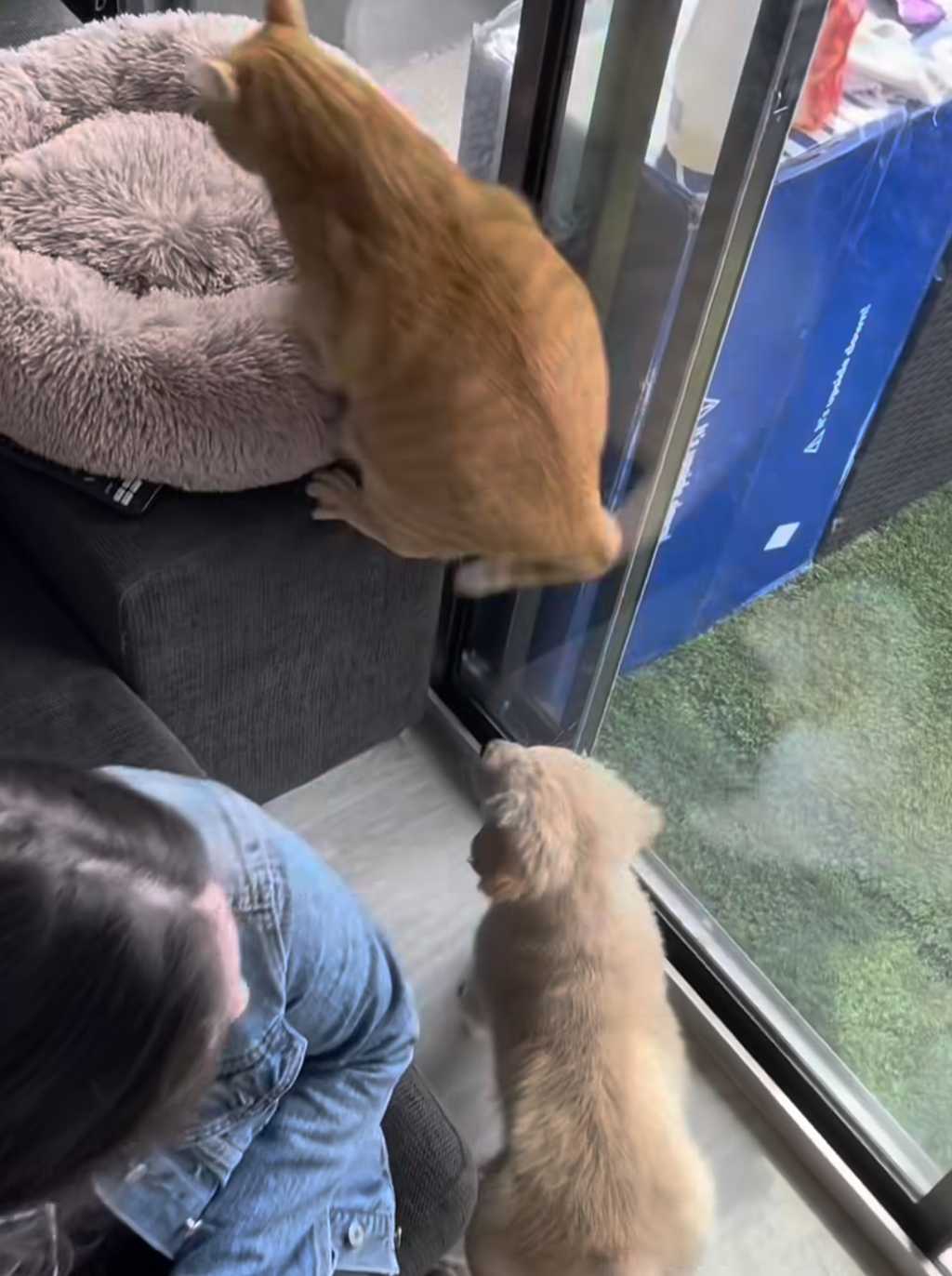 강쥐랑 고앵이랑 친해지는 과정 | 인스티즈