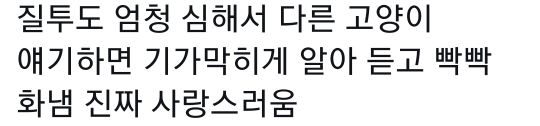 고양이는 사람 말을 알아듣는 거 같아 | 인스티즈