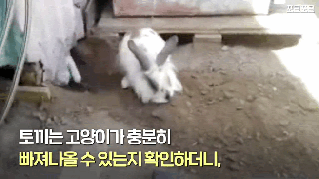 창고밑에 갇힌 고양이를 구하려는 토끼 | 인스티즈