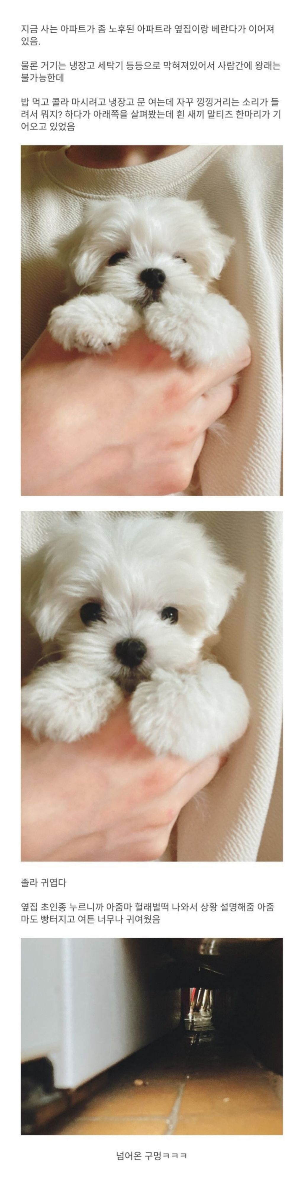 옆집 베란다에서 넘어온 새끼강아지.jpg | 인스티즈