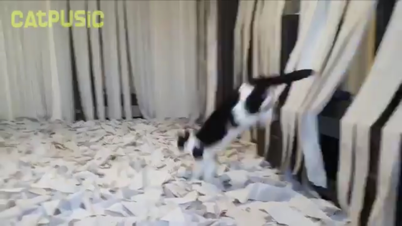 최애가 휴지인 고양이에게 '휴지방'을 선물하다! | 인스티즈