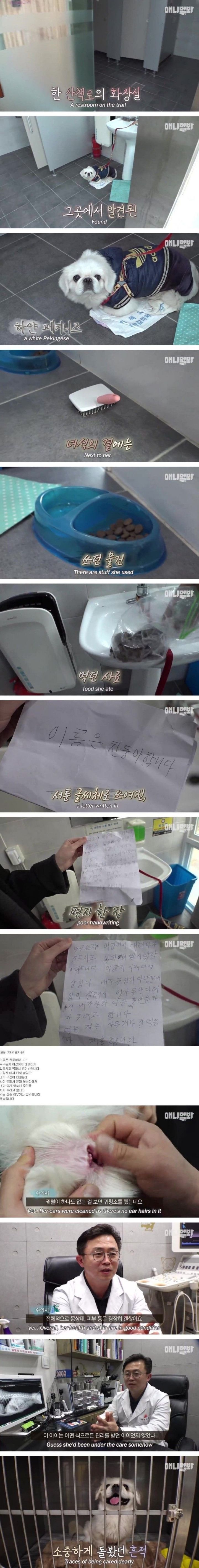 한 할머니에 의해 산책로 화장실에 유기되었던 강아지 근황 | 인스티즈