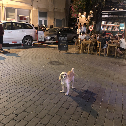 길 가다 찍은 동물 칭구칭구들 사진 자랑하는 달글🐈🦮🐜🐝🐥 | 인스티즈