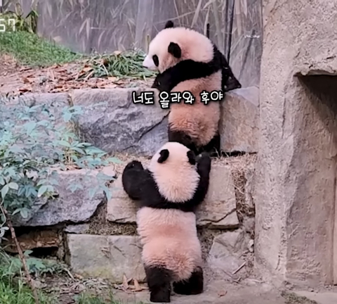 쌍둥이 판다 루이바오 후이바오 구별볍! | 인스티즈