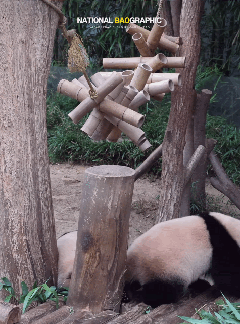 후이한테 털펀치 날리는 루이바오ㅋㅋㅋㅋㅋ | 인스티즈