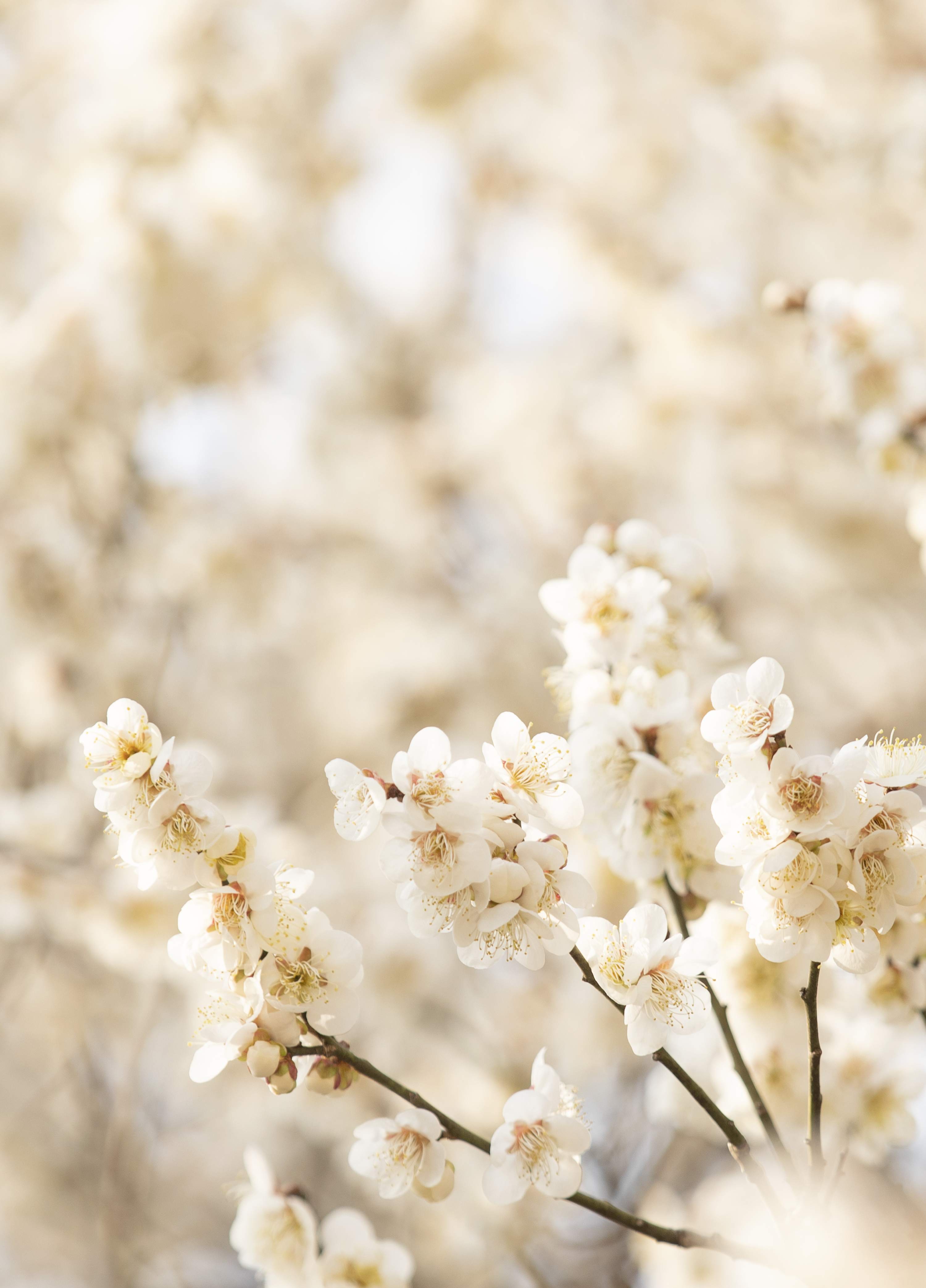 국립산림과학원에서 올려준 배경화면용 매화 사진.jpg | 인스티즈