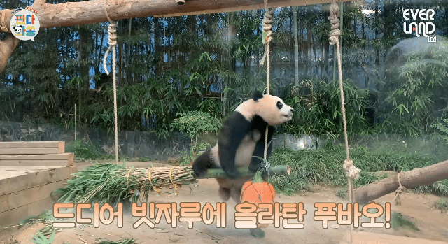 푸바오가 천재인 이유.gif | 인스티즈