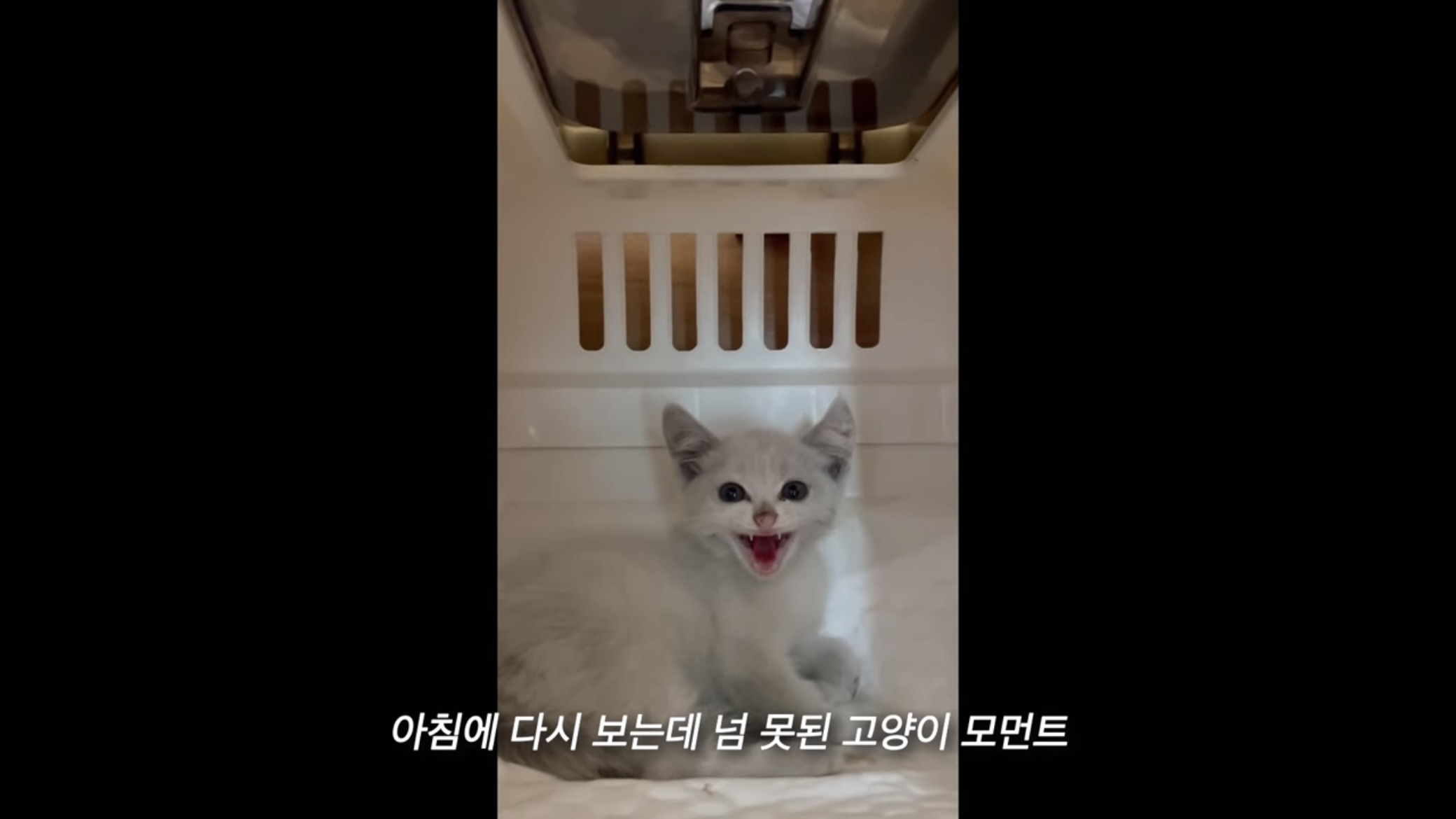언니가 다리다친 아기고양이를 주워왔다 | 인스티즈