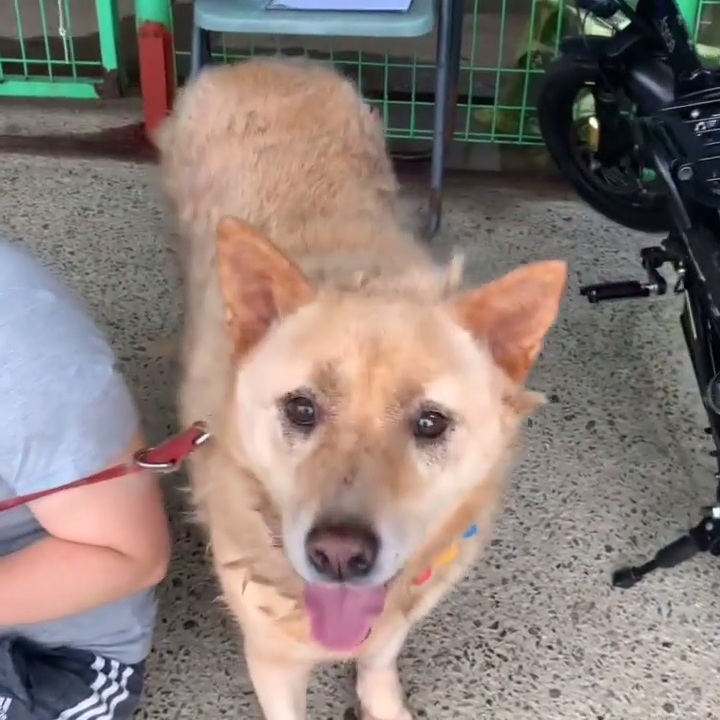 (유기견 임시보호/입양) 주인이 있었을 적 배웠던 '앉아' 도 기억하는 똑똑한 아이 도연이 | 인스티즈