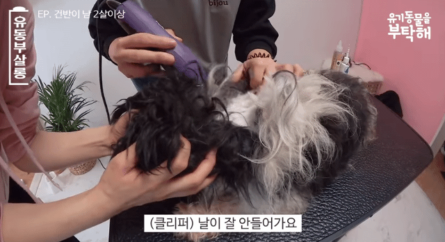 강쥐 건반이의 미용 전/후.jpg | 인스티즈