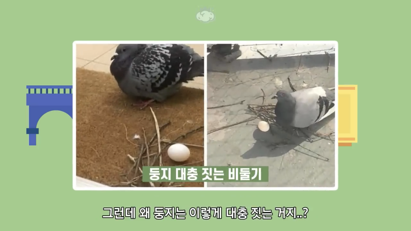 거리에 비둘기가 이렇게 많은데 왜 새끼 비둘기는 안 보일까? | 인스티즈