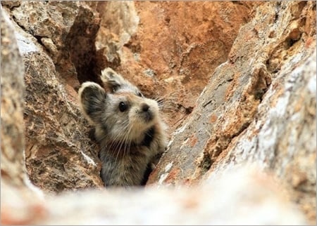 이름이 "우는 토끼”인 희귀 동물.jpg | 인스티즈